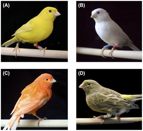 | The four color types of canaries used in these experiments: yellow... | Download Scientific ...