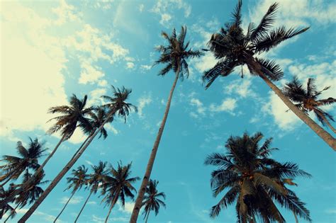 Cool Palm Trees Wallpapers - Top Free Cool Palm Trees Backgrounds - WallpaperAccess