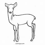 Get Creative Deer Coloring Page  Coloringuscom sketch template
