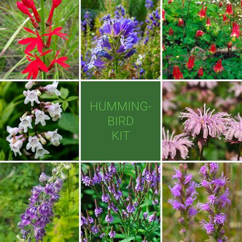 Hummingbird Garden Kit – New Leaf Natives