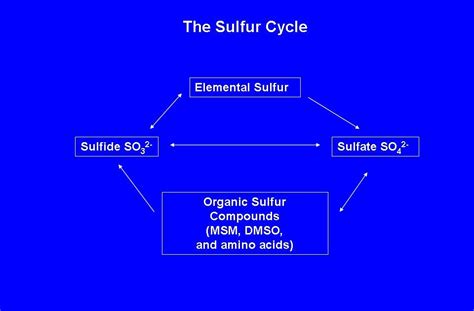 Sulfite Free in Indy: Sulfite Oxidation - How the body processes sulfites