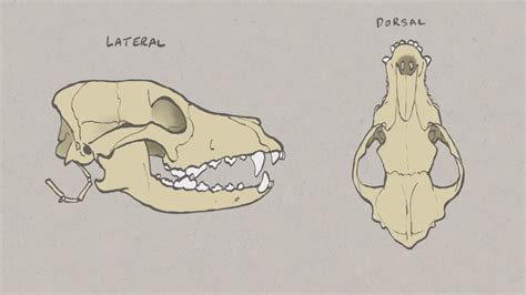 VNatomy - Canine Skull overview - YouTube