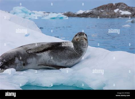 Leopard seal antarctica hi-res stock photography and images - Alamy