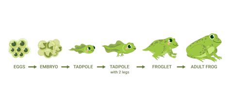 Frog Life Cycle PNG, Vector, PSD, and Clipart With Transparent Background for Free Download ...