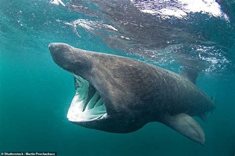 Paddleboarder is stunned as he is surrounded by basking sharks off the coast of Cornwall | Daily ...