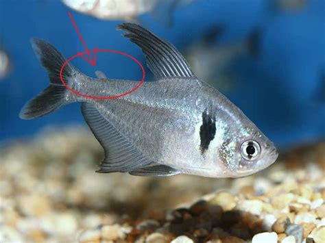 Black Phantom Tetras: Everything You Need To Know | Fishkeeping Advice