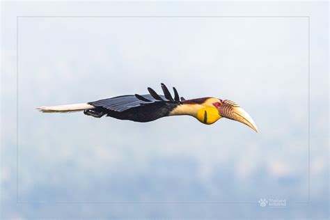 Birds – Thailand Wildlife