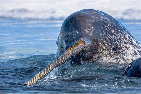 Narwhals, Unicorns of the Sea: When Myth Meets Reality - Articles by MagellanTV