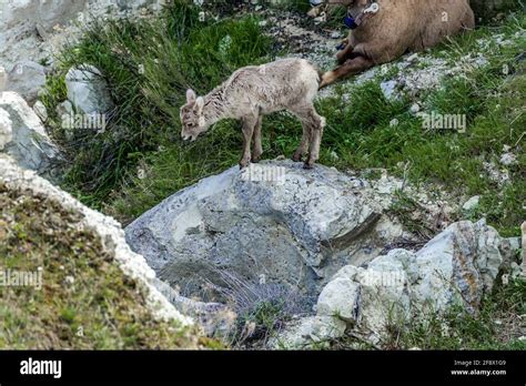 Baby Bighorn Sheep Stock Photo - Alamy