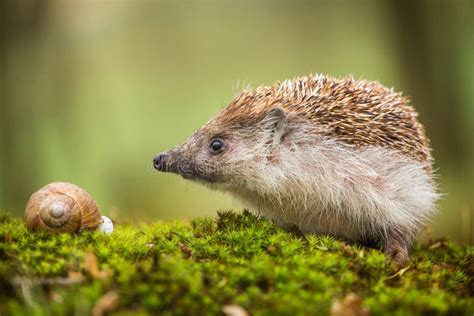 Eastern European Hedgehog Stock Photo - Image: 39538656