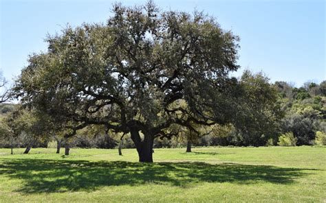 How To Plant A Live Oak Tree In Texas - The Urban Foresters