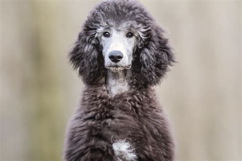 Standard Phantom Poodle Colors – Why Are These Dogs So Rare?