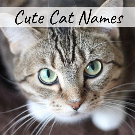 400+ Cat Names: Ideas for Male and Female Cats - HubPages