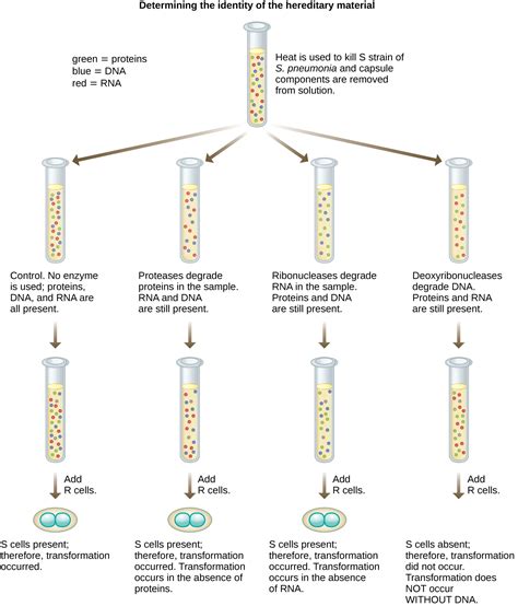 10.1: Using Microbiology to Discover the Secrets of Life - Biology LibreTexts