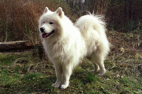 10 Irresistible Big Fluffy Dog Breeds | Canine Weekly