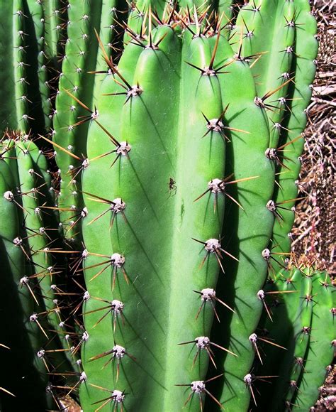 KJ - Kaye and Jose - Amazing Photos: Large Cactus