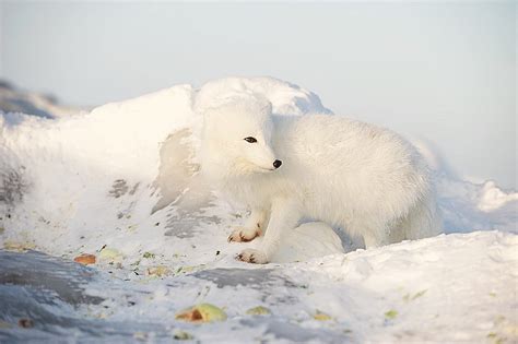 Hudson Bay 2013 | Polar Bear Migration Manitoba Canada 2013 | Kevin ...