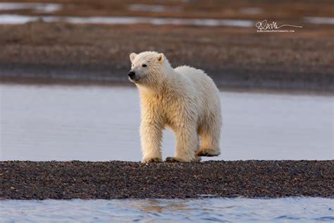 Polar Bears In Alaska, Best Places To See Them