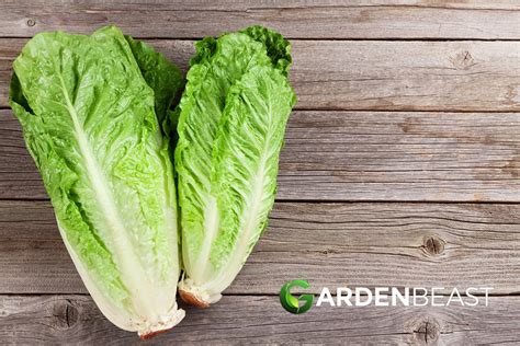 How to Plant And Grow Romaine Lettuce: Complete Guide