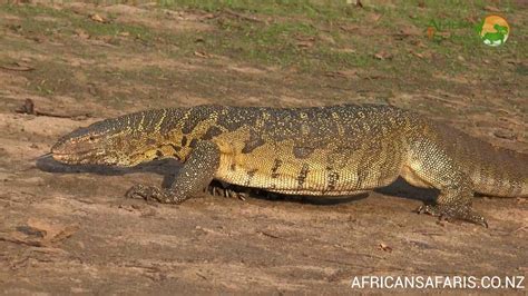 Huge Nile Monitor Lizard