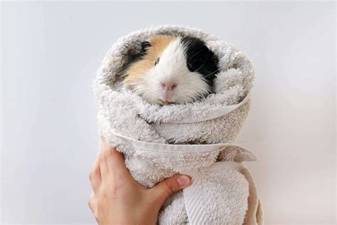 How to Bathe Guinea Pigs (the Easy Way!)