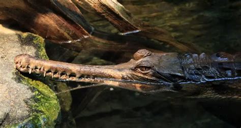 False Gharial | The Animal Facts | Appearance, Diet, Habitat, Behavior