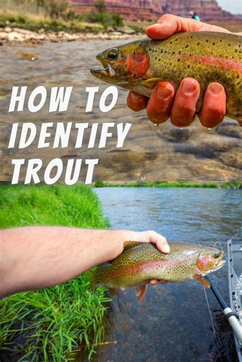 Trout Identification: How To Identify Different Types Of Trout Species ...