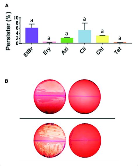 | Streptococcus pyogenes cells in biofilm-like environments show ...