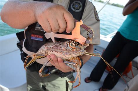 Spiny lobster season kicks off amid an unexplained population drop