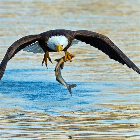 Golden Eagle Hunting Fish