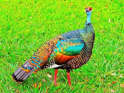 Ocellated Turkey Hunting in Mexico | Larry Newton Outdoors