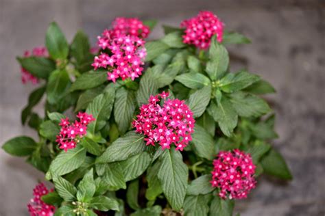 Growing Penta Plants: How To Care For Pentas | Pentas flower, Container ...