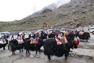 Customary Yak Ride at Changu / Tsomgo Lake | Ankur Panchbudhe | Flickr