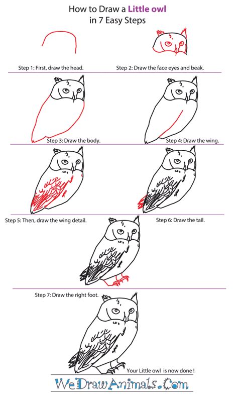 How to Draw a Little Owl