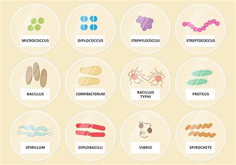 How many types of germs are there? – Kiddy Wellness