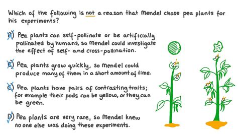 Describe Gregor Mendel's Experiment Pea Plants