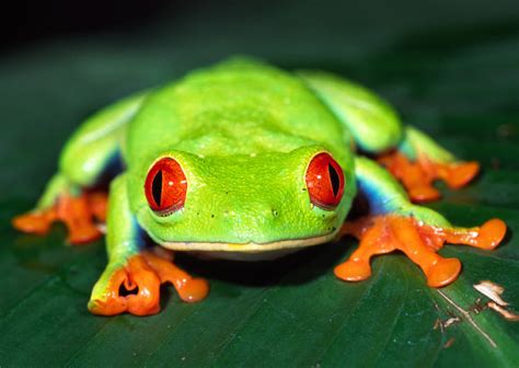 🔥 [47+] Red Eyed Tree Frog Wallpapers | WallpaperSafari