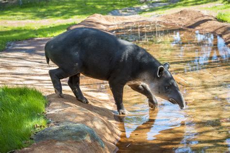 Tapir Conservation Partner in Brazil - The Houston Zoo