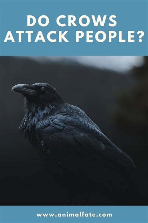 Do Crows Attack People? (And Can They Harm You?) - AnimalFate