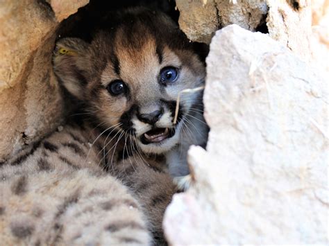 4 Puma Kittens, 2 Adults Discovered In Local Mountains | Northridge, CA ...