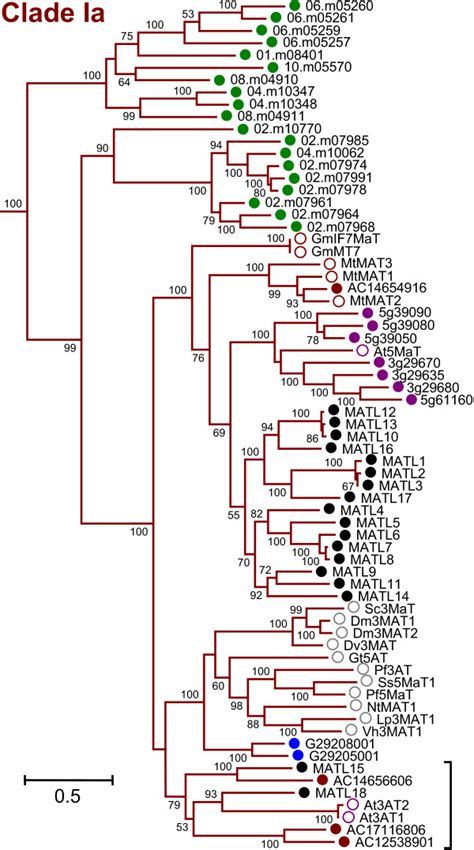 Phylogenetic Relationship of Clade Ia Members. Expanded view of all... | Download Scientific Diagram