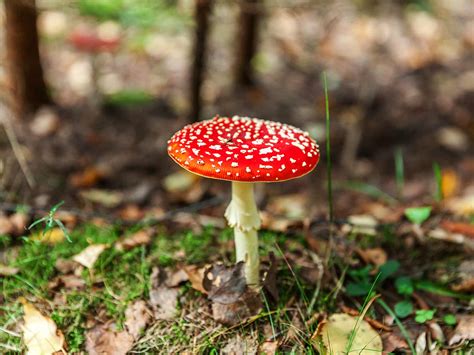 Top 20+ White Mushroom In Yard Edible