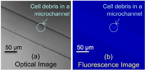 Cell debris, labeled with Alexa Flour 488 V florescence dye, collected... | Download Scientific ...