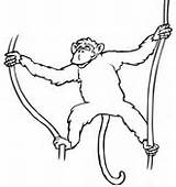 Monkey Hanging Of Liana coloring page  Free Printable Coloring Pages sketch template