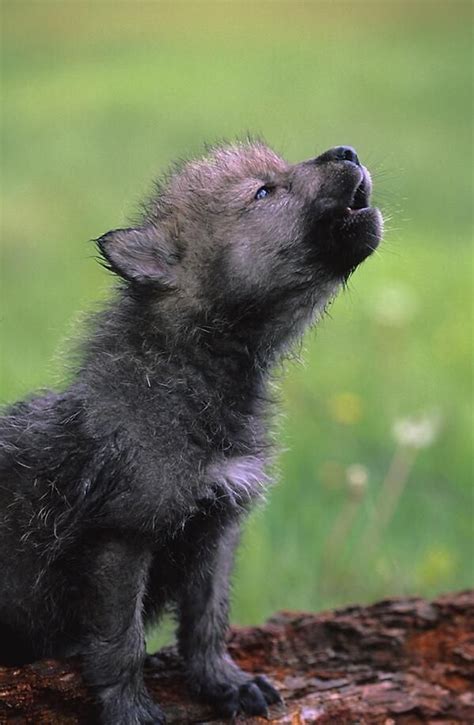 howling wolf puppy! aoooooOOOOOO!! | cute am-inals | Pinterest