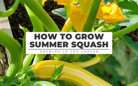 Summer Squash Varieties - 8 Best Types to Grow - Growing In The Garden