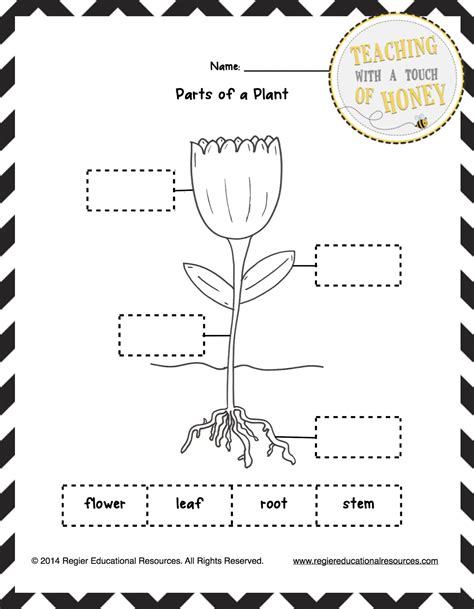 Parts Of A Plant Printable Activity