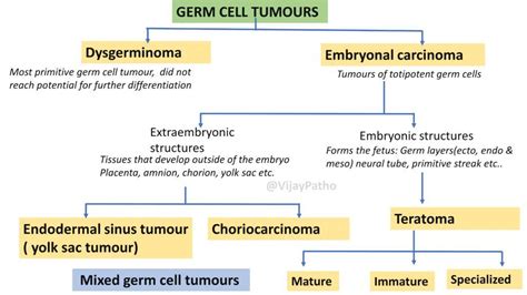 Germ cell tumors- Ovary - Pathology Made Simple