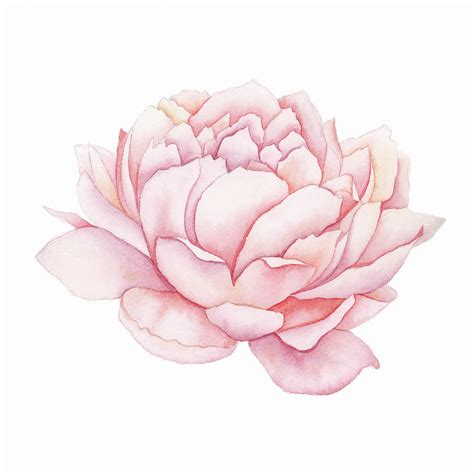 Pink Peony Watercolor Painting by Taylan Apukovska