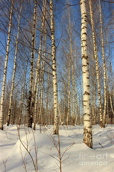 Winter in a birch forest. Photograph by Larissa Antonova | Pixels